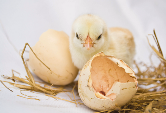 My fertility journey: a chick and two eggs